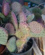 Opuntia macrocentra cv. Pinta Rita Sturdy Deep Purple Dish Pads Cold Hardy